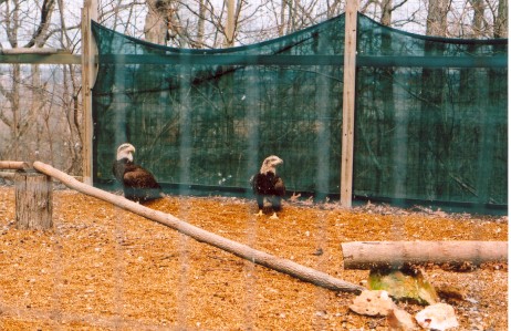 They have over 25 Eagles Iam going to see if they will let me in the cage but the that may not be a good idea from what I saw they are very active and thoes claws are real sharp looking