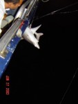 shark03.jpg