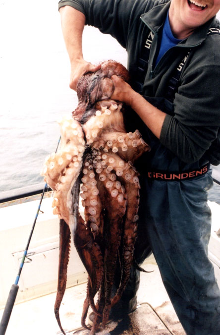 octopus.jpg