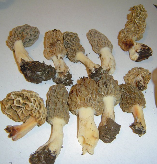 mushrooms.jpg