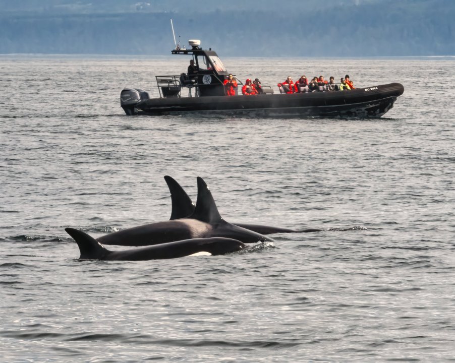 whales.jpg