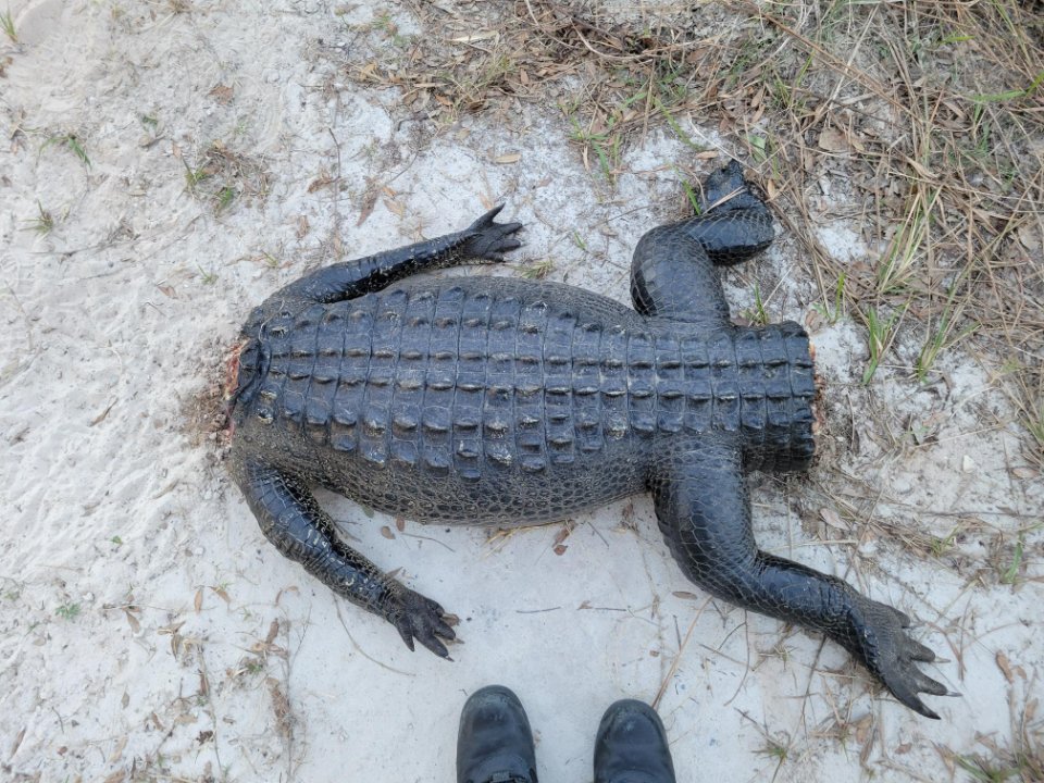 gator.jpg