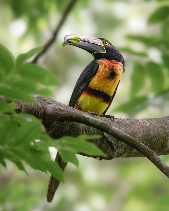 Collared Aracari in Belize