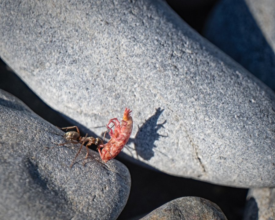 NeahBay_August-21_2025-(84).jpg