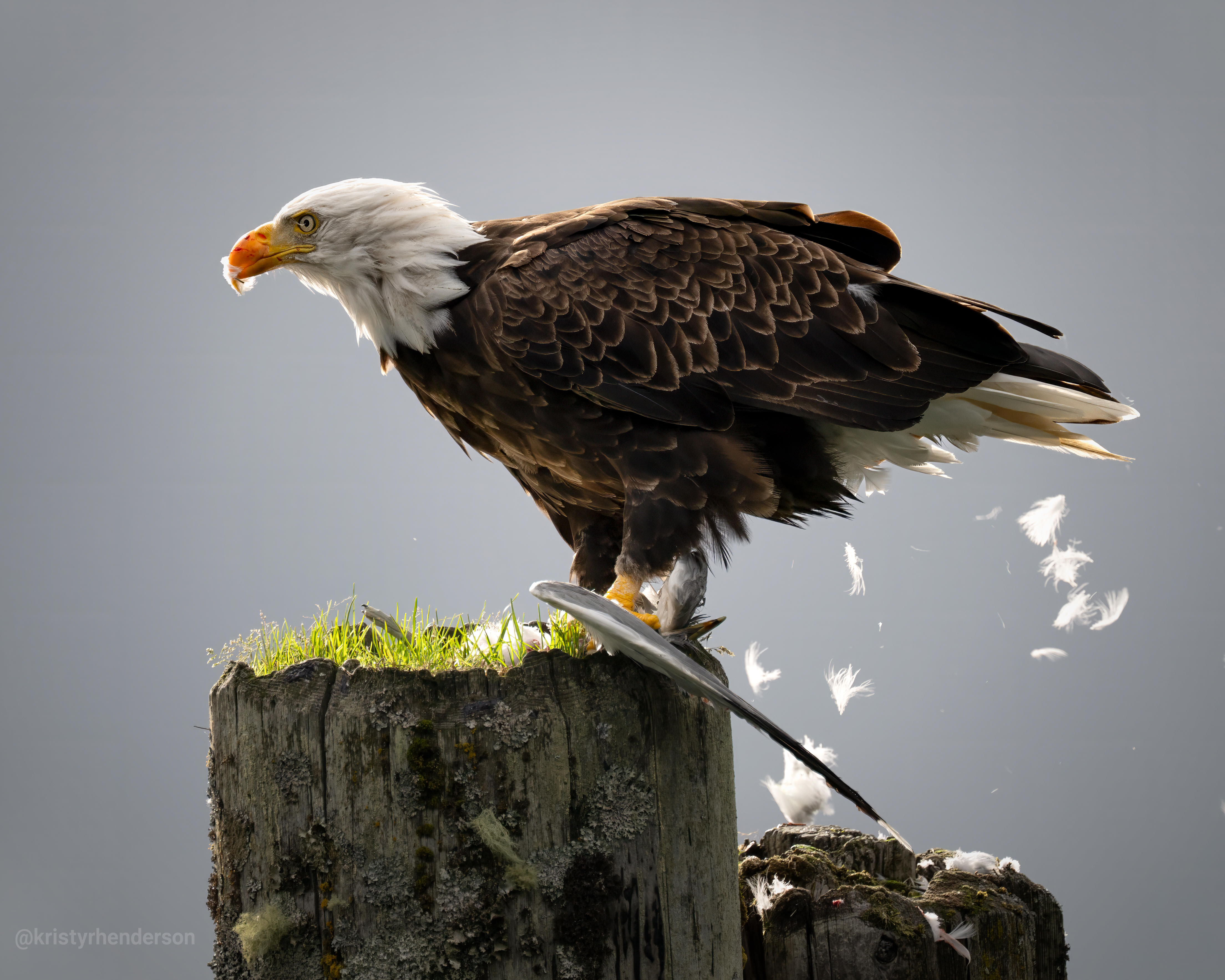 Bald Eagle eating gull _@_Vancouver Island.jpg
